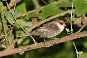 Common Waxbill (Estrilda astrild), Kenya