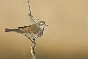 Common Whitethroat (Sylvia communis)