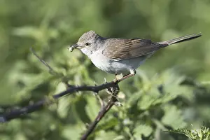 Common Whitethroat (Sylvia communis)