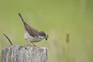 Common whitethroat (Sylvia communis) with insects in its beak