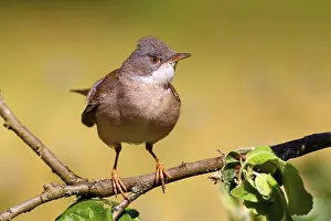 Common whitethroat (Sylvia communis) Solms, Hesse