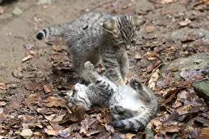 Common Wild Cat (Felis silvestris)