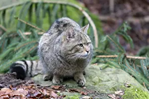 Common Wild Cat (Felis silvestris)