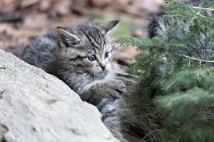 Common Wild Cat (Felis silvestris)