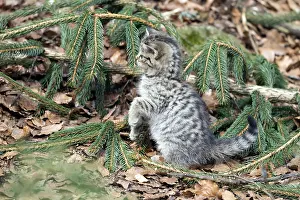 Common Wild Cat (Felis silvestris)