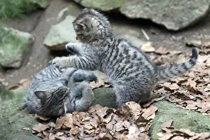 Common Wild Cat (Felis silvestris)