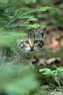 Common Wild Cat (Felis silvestris), kitten