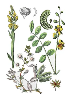 Common Winged Broom Ramsele, Genista sagittalis (top left)