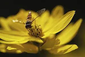 Common winter hoverfly (Episyrphus balteatus)