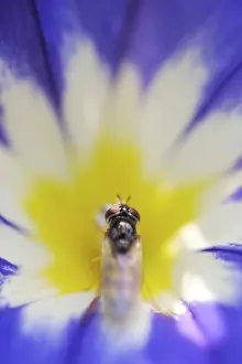 Common winter hoverfly (Episyrphus balteatus) on Dwarf Morning Glory (Convolvulus tricolor L)