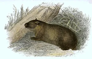 Common wombat (Vombatus ursinus)