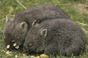 Common Wombat (Vombatus ursinus)