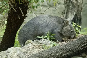 Common Wombat (Vombatus ursinus)