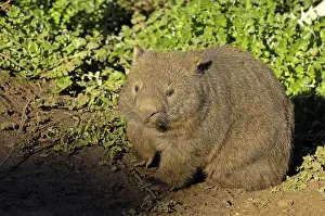 Common Wombat (Vombatus ursinus)