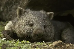 Common Wombat (Vombatus ursinus)