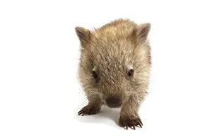 Common Wombat (Vombatus ursinus)