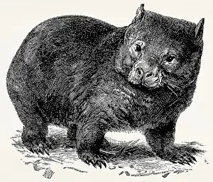 The common wombat (Vombatus ursinus)