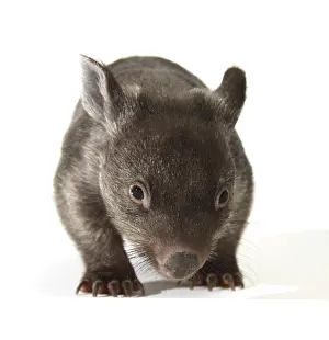 Common Wombat (Vombatus ursinus), joey