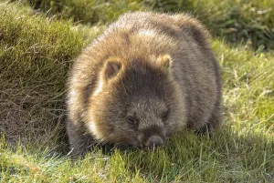 Common wombat at the Waldheim Chalet in the Cradle Mountain-Lake St Clair National Park