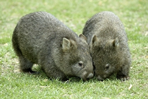 Common wombats (Vombatus ursinus)