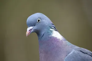 Common wood pigeon (Columba palumbus)