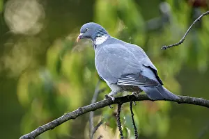 Common wood pigeon (Columba palumbus)