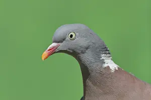 Common wood pigeon (Columba palumbus)