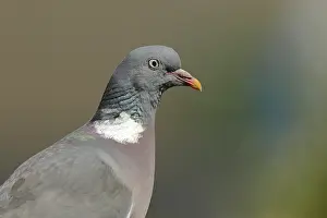 Common wood pigeon (Columba palumbus)