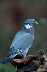 Common Wood pigeon (Columba palumbus)