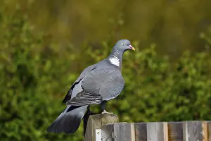 Common wood pigeon (Columba palumbus)