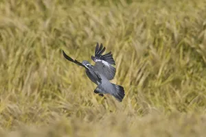 Common Wood Pigeon (Columba palumbus) landing in cornfield