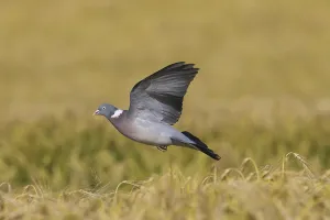 Common Wood Pigeon (Columba palumbus) landing in cornfield