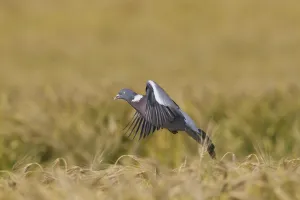 Common Wood Pigeon (Columba palumbus) landing in cornfield