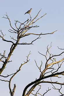 Common wood pigeon (Columba palumbus) sitting in dead tree