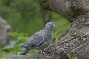 One common wood pigeon (Columba palumbus) standing on a fallen tree