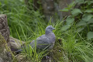 One common wood pigeon (Columba palumbus) standing on a fallen tree