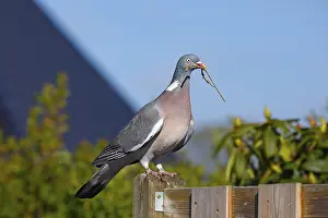 Common wood pigeon (Columba palumbus) with twig as nesting material in beak