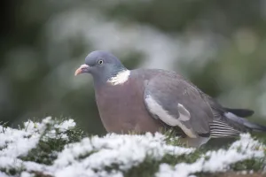 Common Wood Pigeon in the tree in snow