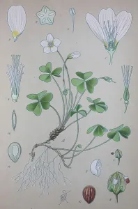 Common wood sorrel (Oxalis acetosella)