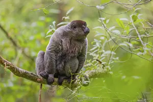 A common woolly monkey, brown woolly monkey