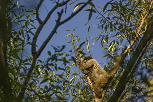 A common woolly monkey, brown woolly monkey