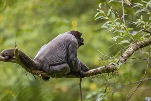 A common woolly monkey, brown woolly monkey