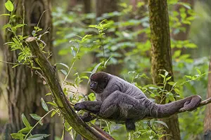 A common woolly monkey, brown woolly monkey