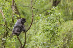 A common woolly monkey, brown woolly monkey