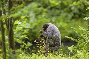 A common woolly monkey, brown woolly monkey