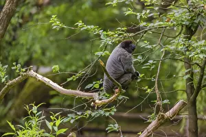 A common woolly monkey, brown woolly monkey
