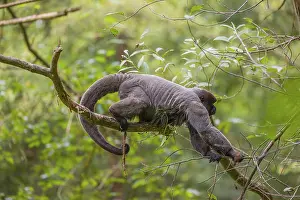 A common woolly monkey, brown woolly monkey