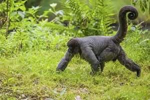 A common woolly monkey, brown woolly monkey