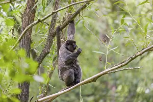 A common woolly monkey, brown woolly monkey