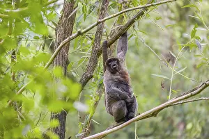 A common woolly monkey, brown woolly monkey